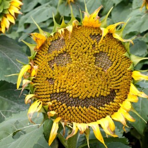 sunflower smiley cushion