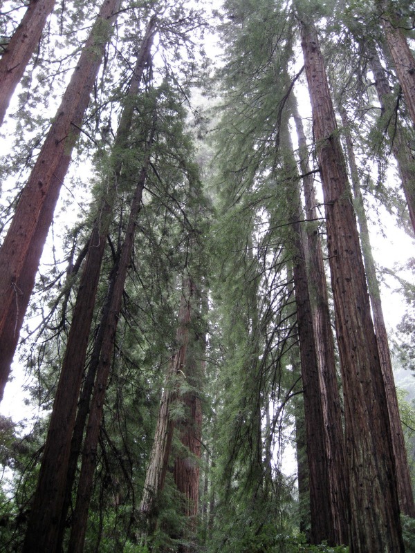 #Muir Woods