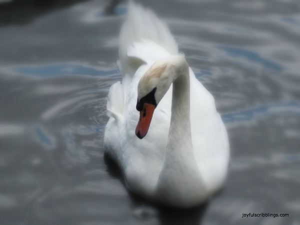 #swan