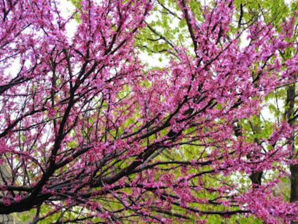 #redbud tree