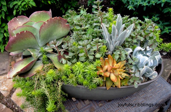 #succulent plants