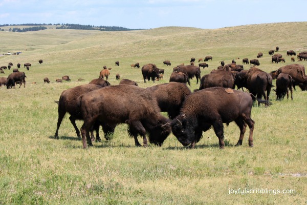 #buffalo