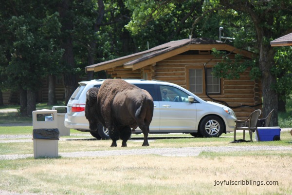 #buffalo crossing