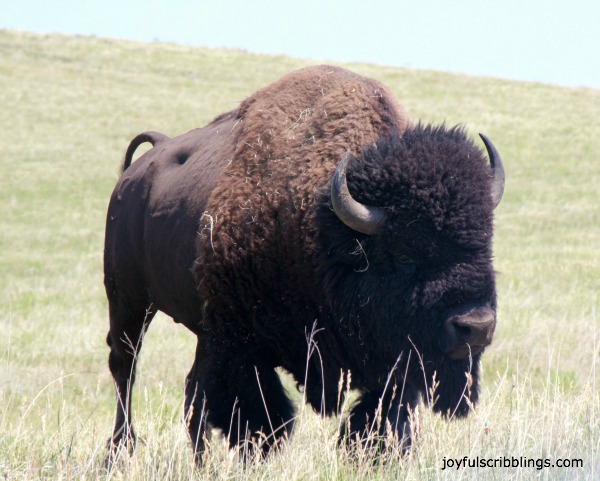 #lone buffalo