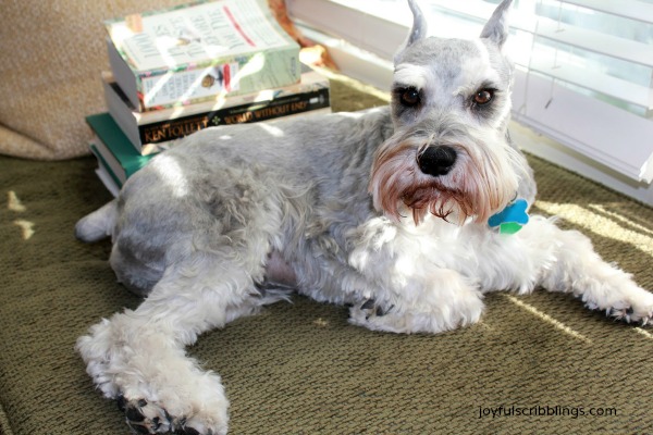 #miniature schnauzer