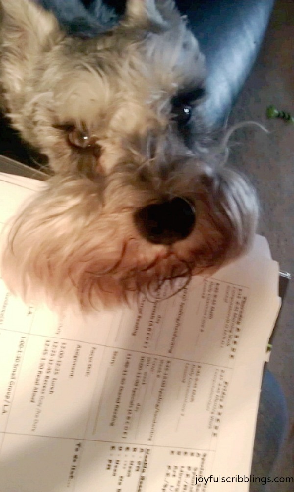 #miniature schnauzer