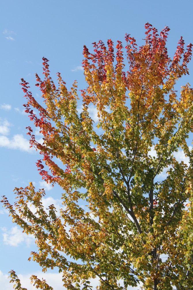 #fall tree