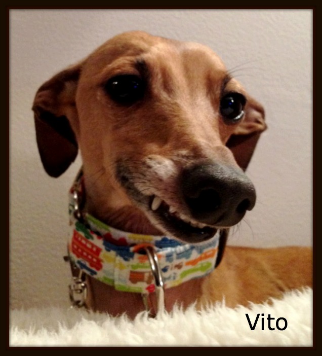 Italian Greyhound