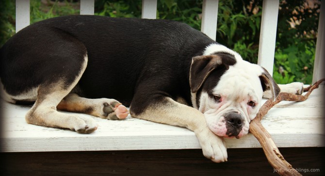 Victorian Bulldog