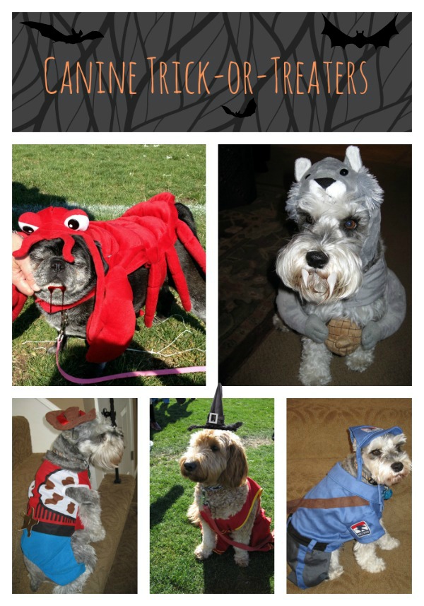 #dog costumes