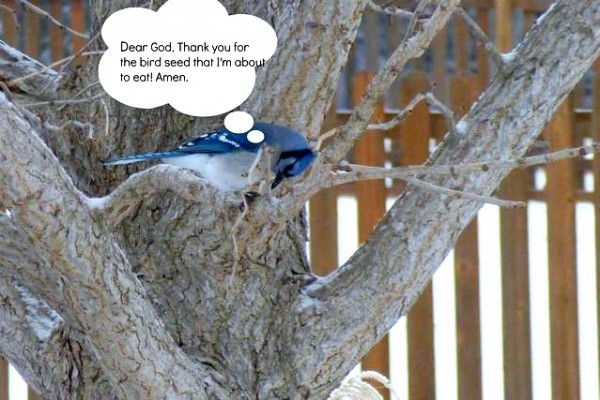 #bird photo