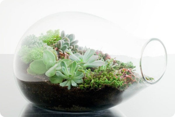 #terrarium