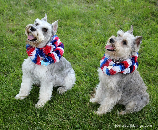 Miniature Schnauzers