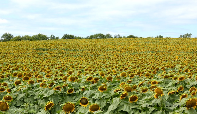 sunflower field