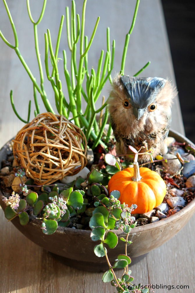 Fall succulent containter