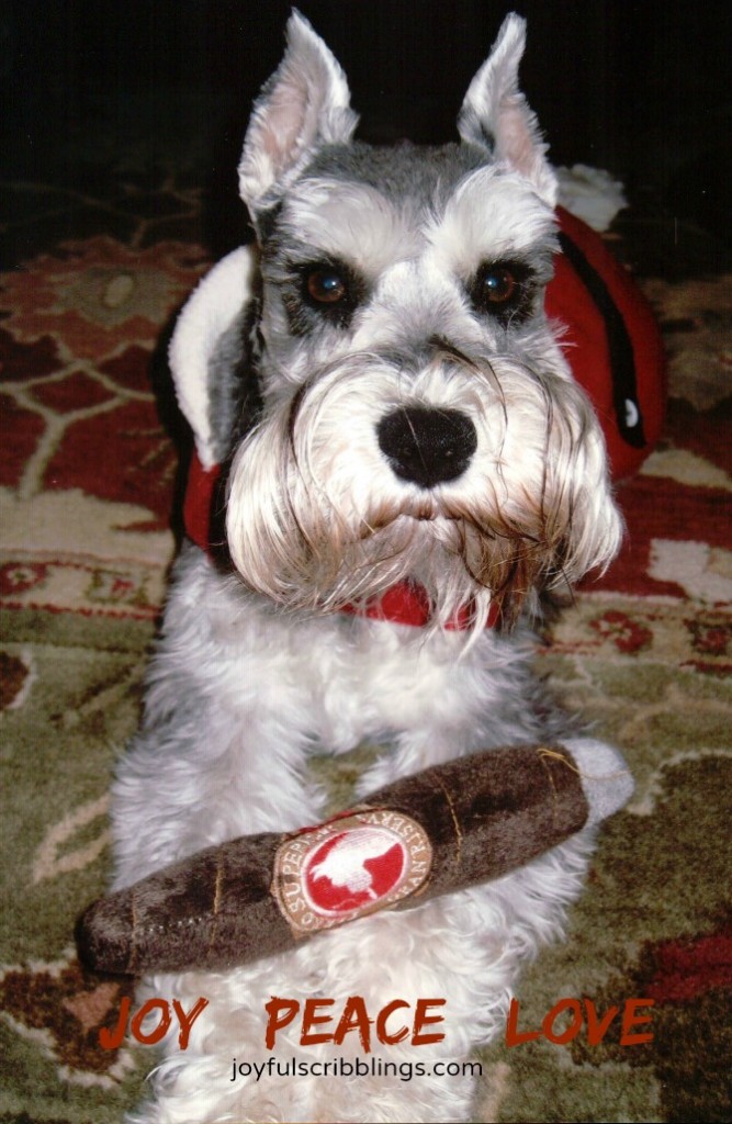 Minature Schnauzer