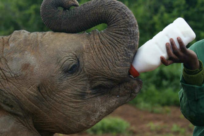 elephant
