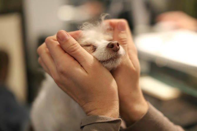 pets of NY- Susie