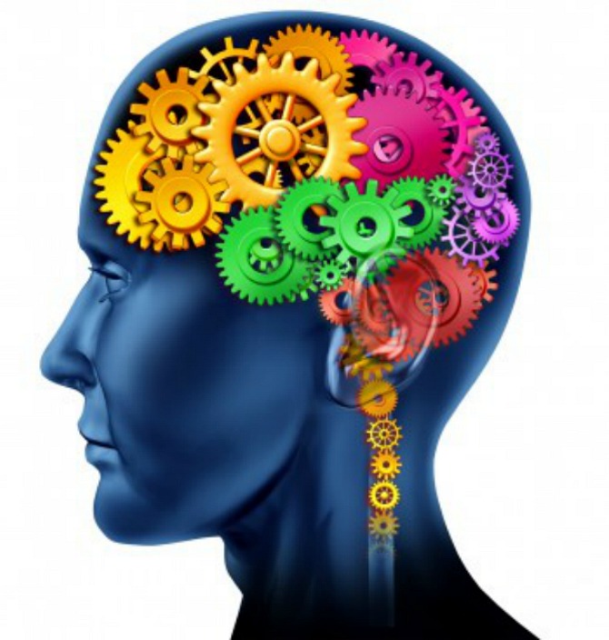 brain